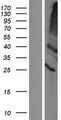 TMEM86A Protein - Western validation with an anti-DDK antibody * L: Control HEK293 lysate R: Over-expression lysate