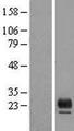 TMEM98 Protein - Western validation with an anti-DDK antibody * L: Control HEK293 lysate R: Over-expression lysate