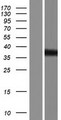 TMOD2 / Tropomodulin 2 Protein - Western validation with an anti-DDK antibody * L: Control HEK293 lysate R: Over-expression lysate