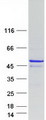 TMOD4 Protein - Purified recombinant protein TMOD4 was analyzed by SDS-PAGE gel and Coomassie Blue Staining