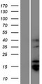 TMPRSS11BNL Protein - Western validation with an anti-DDK antibody * L: Control HEK293 lysate R: Over-expression lysate