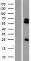 TMPRSS13 / MSP Protein - Western validation with an anti-DDK antibody * L: Control HEK293 lysate R: Over-expression lysate