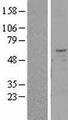 TMPRSS2 / Epitheliasin Protein - Western validation with an anti-DDK antibody * L: Control HEK293 lysate R: Over-expression lysate