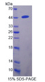 TMPRSS4 Protein - Recombinant  Transmembrane Protease, Serine 4 By SDS-PAGE