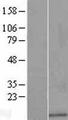 TMSL3 Protein - Western validation with an anti-DDK antibody * L: Control HEK293 lysate R: Over-expression lysate