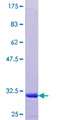 TMSL3 Protein