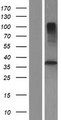 TMUB2 Protein - Western validation with an anti-DDK antibody * L: Control HEK293 lysate R: Over-expression lysate