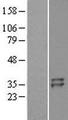 TNFAIP6 / TSG-6 Protein - Western validation with an anti-DDK antibody * L: Control HEK293 lysate R: Over-expression lysate