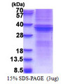 TNFRSF6B / DCR3 Protein