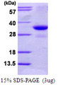TNFSF5IP1 / CLAST3 Protein