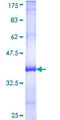 TNPO2 / Importin Protein - 12.5% SDS-PAGE Stained with Coomassie Blue.