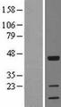 TOB1 / TOB Protein - Western validation with an anti-DDK antibody * L: Control HEK293 lysate R: Over-expression lysate