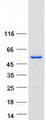 TOM1 Protein - Purified recombinant protein TOM1 was analyzed by SDS-PAGE gel and Coomassie Blue Staining