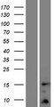 TOMM5 Protein - Western validation with an anti-DDK antibody * L: Control HEK293 lysate R: Over-expression lysate