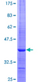 TOR2A Protein - 12.5% SDS-PAGE Stained with Coomassie Blue.