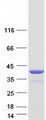 TP53I3 / PIG3 Protein - Purified recombinant protein TP53I3 was analyzed by SDS-PAGE gel and Coomassie Blue Staining