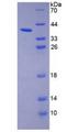 TPBG / 5T4 Protein - Recombinant Trophoblast Glycoprotein By SDS-PAGE