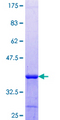 TRAF3IP1 Protein - 12.5% SDS-PAGE Stained with Coomassie Blue.