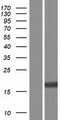 TRAPPC1 / MUM2 Protein - Western validation with an anti-DDK antibody * L: Control HEK293 lysate R: Over-expression lysate