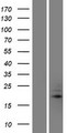 TRAPPC5 Protein - Western validation with an anti-DDK antibody * L: Control HEK293 lysate R: Over-expression lysate