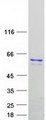 TRF1 / TERF1 Protein - Purified recombinant protein TERF1 was analyzed by SDS-PAGE gel and Coomassie Blue Staining