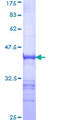 TRIM16 Protein - 12.5% SDS-PAGE Stained with Coomassie Blue.