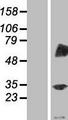 TRIM4 / RNF87 Protein - Western validation with an anti-DDK antibody * L: Control HEK293 lysate R: Over-expression lysate