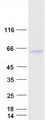 TRIM4 / RNF87 Protein - Purified recombinant protein TRIM4 was analyzed by SDS-PAGE gel and Coomassie Blue Staining