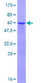 TRIM40 Protein - 12.5% SDS-PAGE of human TRIM40 stained with Coomassie Blue