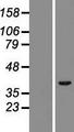 TRIM52 Protein - Western validation with an anti-DDK antibody * L: Control HEK293 lysate R: Over-expression lysate