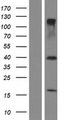 TRIM69 / Trif Protein - Western validation with an anti-DDK antibody * L: Control HEK293 lysate R: Over-expression lysate