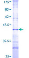 TRIM69 / Trif Protein - 12.5% SDS-PAGE Stained with Coomassie Blue.