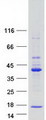 TRIM69 / Trif Protein - Purified recombinant protein TRIM69 was analyzed by SDS-PAGE gel and Coomassie Blue Staining