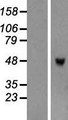 TRIML1 Protein - Western validation with an anti-DDK antibody * L: Control HEK293 lysate R: Over-expression lysate