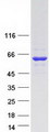 TRM6 / TRMT6 Protein - Purified recombinant protein TRMT6 was analyzed by SDS-PAGE gel and Coomassie Blue Staining