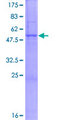 TRMU Protein - 12.5% SDS-PAGE of human TRMU stained with Coomassie Blue