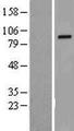 TROAP Protein - Western validation with an anti-DDK antibody * L: Control HEK293 lysate R: Over-expression lysate