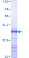 TRP32 / TXNL1 Protein - 12.5% SDS-PAGE Stained with Coomassie Blue.