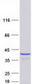 TRP32 / TXNL1 Protein - Purified recombinant protein TXNL1 was analyzed by SDS-PAGE gel and Coomassie Blue Staining