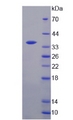 TS / Thymidylate Synthase Protein - Recombinant  Thymidylate Synthetase By SDS-PAGE