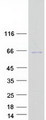 TSEN2 Protein - Purified recombinant protein TSEN2 was analyzed by SDS-PAGE gel and Coomassie Blue Staining