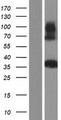TSFM Protein - Western validation with an anti-DDK antibody * L: Control HEK293 lysate R: Over-expression lysate