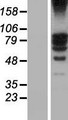 TSGA10 Protein - Western validation with an anti-DDK antibody * L: Control HEK293 lysate R: Over-expression lysate