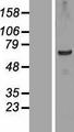 TSGA10IP Protein - Western validation with an anti-DDK antibody * L: Control HEK293 lysate R: Over-expression lysate