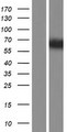 TSKS Protein - Western validation with an anti-DDK antibody * L: Control HEK293 lysate R: Over-expression lysate
