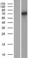 TSPEAR Protein - Western validation with an anti-DDK antibody * L: Control HEK293 lysate R: Over-expression lysate