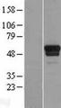 TSPYL1 Protein - Western validation with an anti-DDK antibody * L: Control HEK293 lysate R: Over-expression lysate