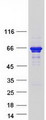 TSPYL1 Protein - Purified recombinant protein TSPYL1 was analyzed by SDS-PAGE gel and Coomassie Blue Staining