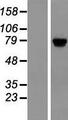 TSR1 Protein - Western validation with an anti-DDK antibody * L: Control HEK293 lysate R: Over-expression lysate
