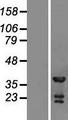 TSSC4 Protein - Western validation with an anti-DDK antibody * L: Control HEK293 lysate R: Over-expression lysate